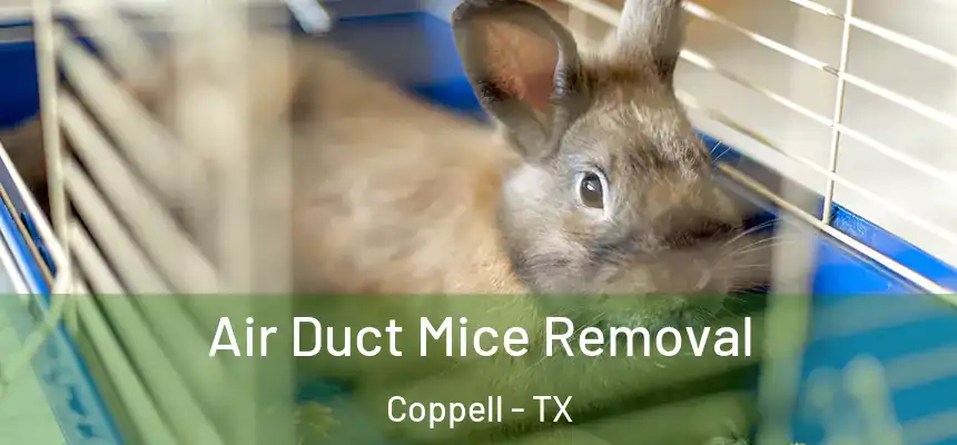  Air Duct Mice Removal Coppell - TX