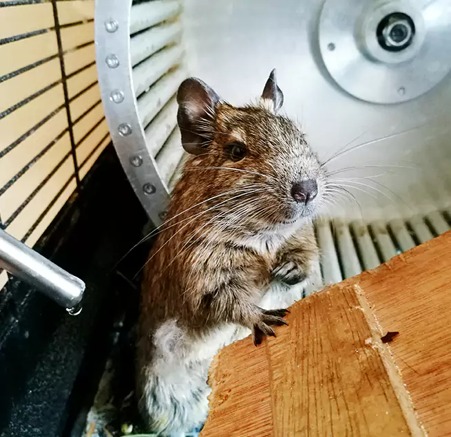 Why Homeowners & Businesses Trust Us Coppell, TX